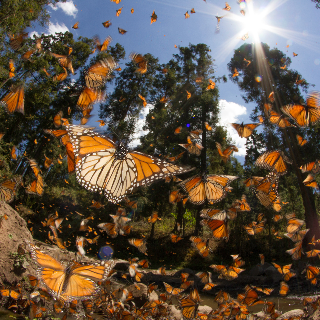 Cameron Station Social Media 2025 5