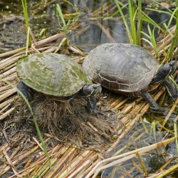 Throwback Thursday: The Turtles Are Back!