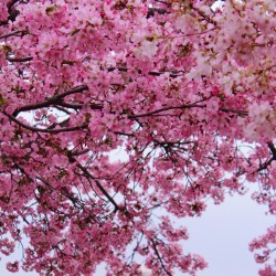 The Blossoms Are Blooming…Already!