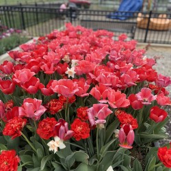 Welcome to Tucker School Community Garden